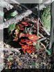 2005-10-23VillefermoyPM13.jpg