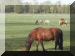 2005-11-06VersaillesAM36.jpg