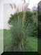 2005-11-13-Bois-le-Roi-AM13.jpg
