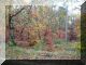 2005-11-13-Bois-le-Roi-AM24.jpg