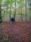 2005-11-13-Bois-le-Roi-PM06.jpg