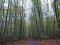 2005-11-13-Bois-le-Roi-PM23.jpg