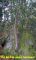 2005-11-13-Bois-le-Roi-PM24.jpg