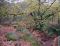 2005-11-13-Bois-le-Roi-PM26.jpg