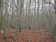 2006-01-08-La-Foret-PM78-.jpg