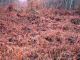 2006-02-19-Larchant-PM05.jpg