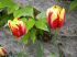 2006-05-07-Dourdan78.jpg