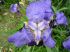 2006-05-07-Dourdan92.jpg