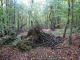 2006-10-22-Rougeau-AM22.jpg