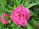 2007-05-26-Anost-PM010-.jpg