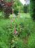 2007-05-28-Anost-AM032.jpg