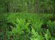 2007-05-28-Anost-AM057.jpg