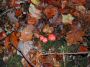 2007-10-14-Saintry-24.jpg