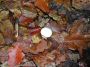 2007-10-14-Saintry-PM27.jpg