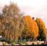 Cottages32.jpg