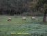 Cottages41.jpg