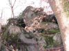 2007-12-16-Bois-le-Roi-PM14.jpg
