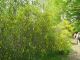 2008-05-04-Rambouillet-AM79.jpg