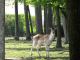 2008-05-04-Rambouillet-PM04.jpg