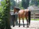 2008-06-01-Draveil-079.jpg