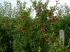 2008-09-07-Chilleurs-044.jpg