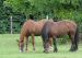 2008-09-07-Chilleurs-083.jpg