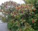 2008-10-05-Etampes-AM036.jpg